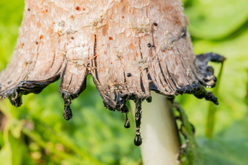 Shaggy Mane Wild edible mushroom growing in a country meadow