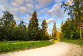 Landscape with winding gravel road in mixed coniferous forest on cloudy sky background
