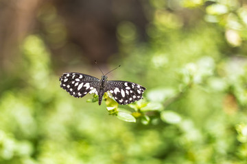 detalle de una mariposa negra tropical 