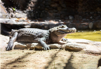 detalle de un caiman tomando sol 