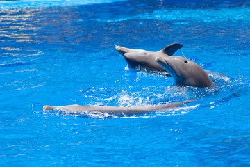 danza entre tres delfines 