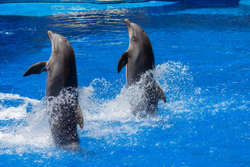 Naklejka premium delfines que caminan en el agua 