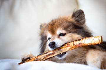A Pomeranian And Her Giant Bone
