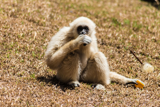 cria de mono gibon comiendo un trozo de naranja 