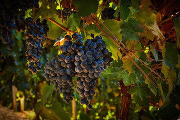 wonderful cluster of Lambrusco Grasparossa grapes, made in the province of Modena ITALY in the hills of Castel Vetro / Levizzano, where the famous Lambrusco Grasparossa is produced
