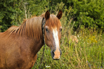 Obraz premium Beautiful horse in the garden. Horse close up