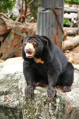 Obraz na płótnie Canvas Asiatic black bear sit on stone in thailand zoo