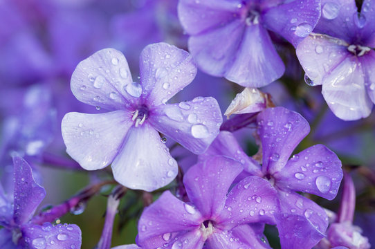 flowers purple Phlox close-up, macro photo flowers all over the image, background picture