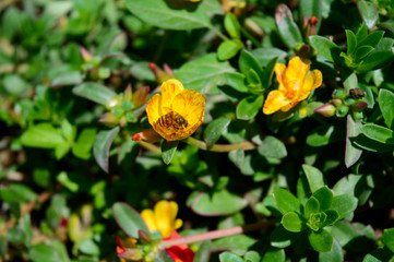 YOGYAKARTA - Harmony of bees and yellow flowers mutually beneficial
