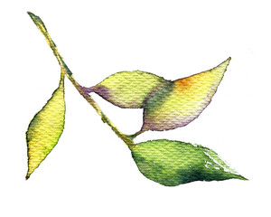 watercolor textured leaf isolated on white background