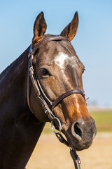 Obraz premium caballo