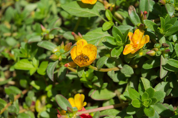 YOGYAKARTA - Harmony of bees and yellow flowers mutually beneficial
