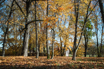 Naklejka premium Autumn Nature