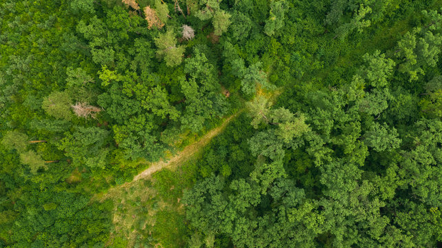 Top view of green forest in spring or summer day. Natural green foliage background. Drone photo of wild nature.