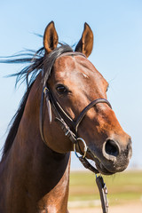 Obraz premium caballo