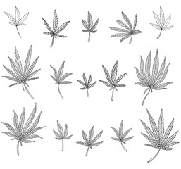 Decorative set of branch of big hemp and leaves