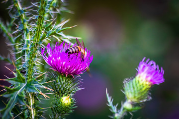 Macro shot of bumblebee on a purple thistle collecting pollen