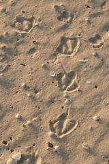 Fototapeta na wymiar Sea beach, bird tracks in the sand