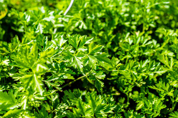Green parsley grows in the garden in summer