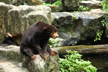 Asiatic black bear sit on stone in thailand zoo