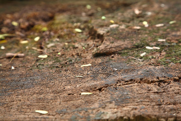 close up texture from old tree in sunlight