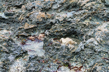 Close up littoral zone bottom in Zanzibar