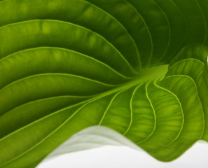 Green leaf close up.