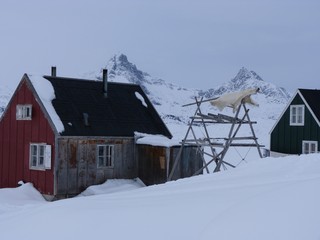 Eisbärenfell