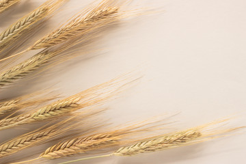 Wheat sprouts on white background. Top view, flat lay