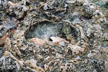 Close up littoral zone bottom in Zanzibar