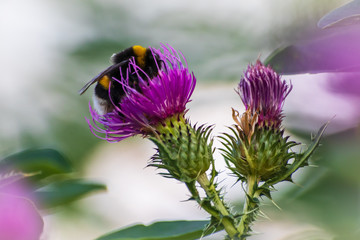 Macro shot of bumblebee on a purple thistle collecting pollen
