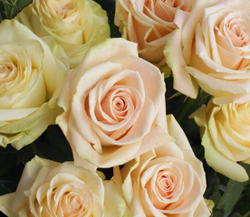 Flower bouquet background. Yellow roses.