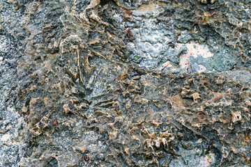 Close up littoral zone bottom in Zanzibar