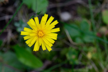 close up of a yellow hawkweed flower