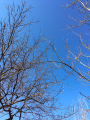 Obraz premium dry brown branches on trees against the sky in the autumn and winter season
