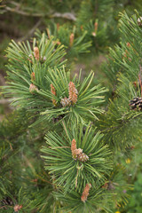 branch close up of Pinus mugo conifer tree