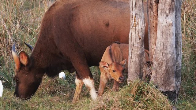 a gaur calf and its feeding mother at tadoba andhari tiger reserve in india- 4K 60p