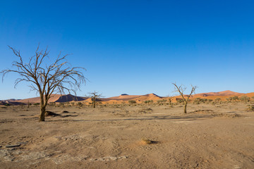 Deadvlei Namibia in Sossusvlei