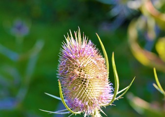 Wild Teasel (Dipsacus fullonum).