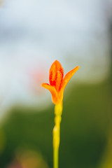 Close-up of orange shoot dried flower macro after blooming outdoors，Belamcanda chinensis，Iris domestica Goldblatt & Mabb.