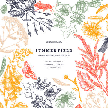 Summer wild flowers design. Floral card or invitation template. With hand drawn herbs, weeds and meadows. Vintage flowers with insects drawings. Botanical elements in engraved style. Vector outlines
