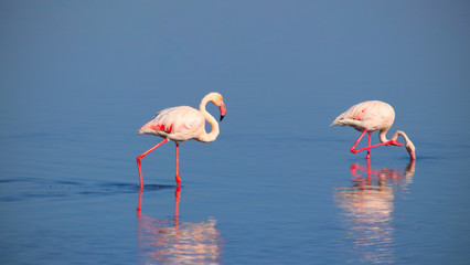 Two birds of pink african flamingo walking on a blue lake on a sunny morning