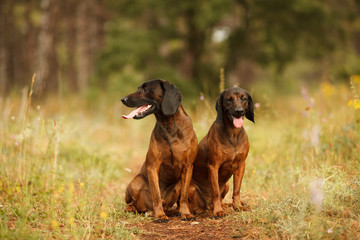 two hunting dogs breed Bavarian mountain hound hunting in the woods