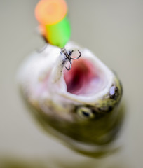Good profit. trout bait. catch fish. fall into the trap. fish on hook. stalemate and hopelessness. fishing on lake. Good catch. fly fishing trout. recreation and leisure. hobby and sport activity