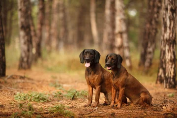 Foto op Plexiglas two hunting dogs breed Bavarian mountain hound hunting in the woods © serova_ekaterina