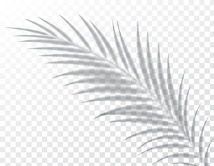 Shadows, overlay effects mock up, leaf of palm tree plant, natural interior light, vector illustration.