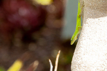 Green lizard sitting on a wall looking down