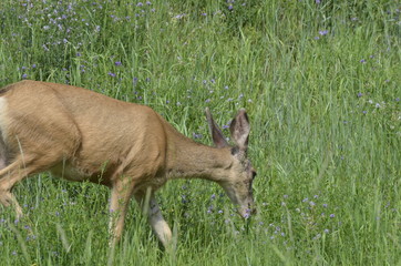 Mule deer in meadow eating flowers