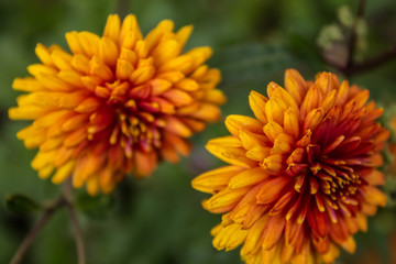 Red and yellow bright dahlias close-up