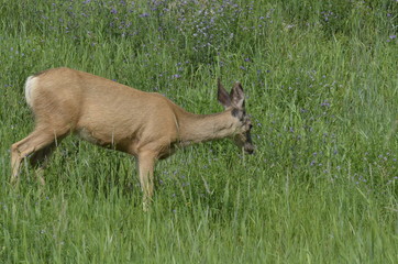 Mule deer in meadow eating flowers